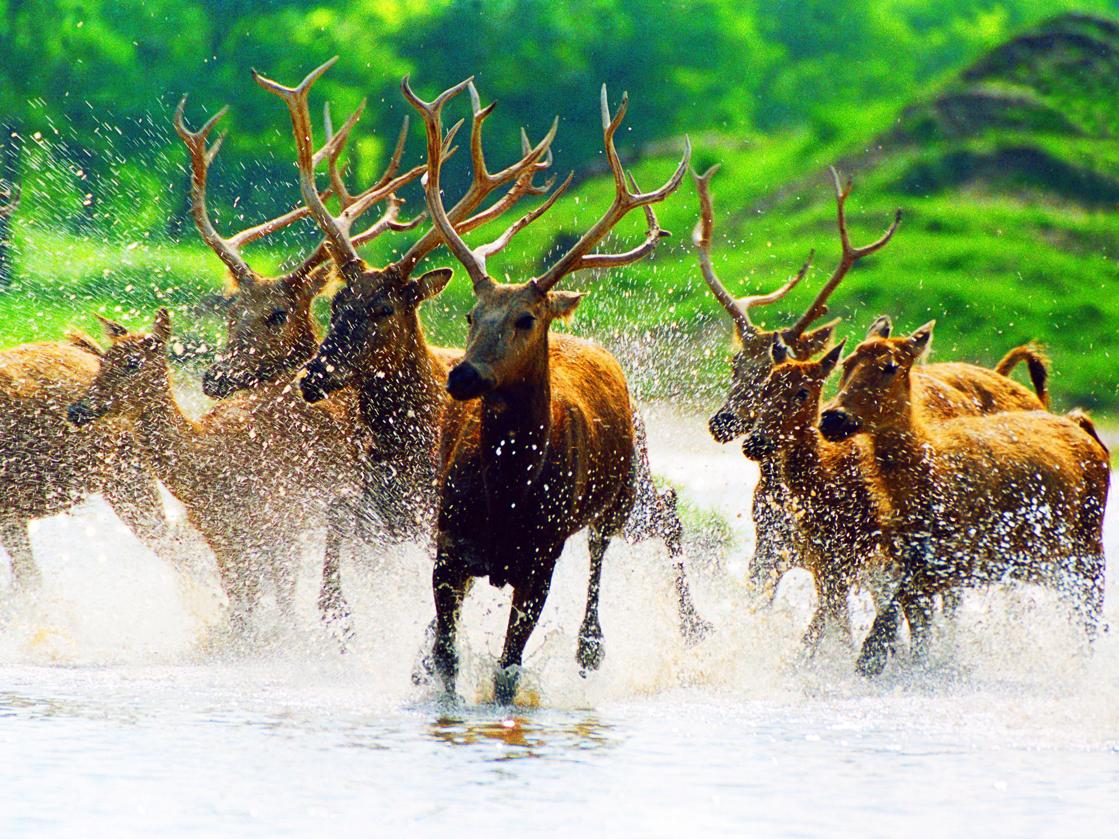 中华麋鹿园 (杨国美摄)